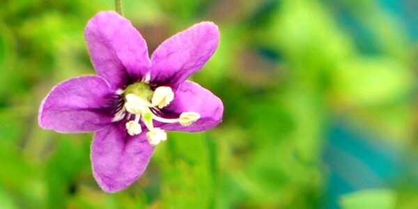 goji flower