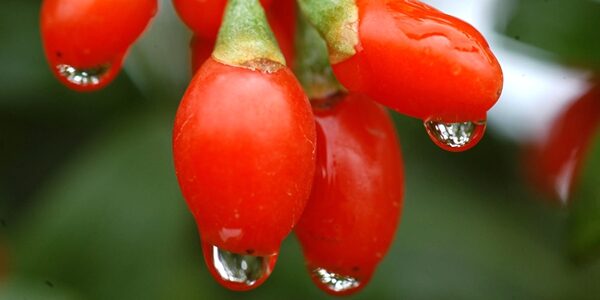 fresh goji berry