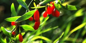 goji berry plant