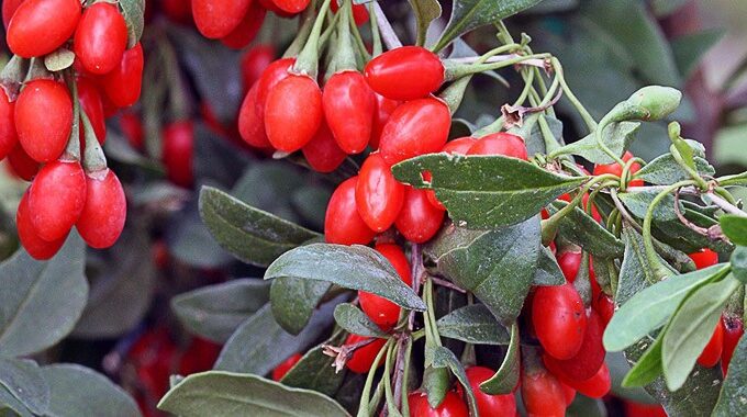 goji berry