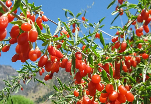 goji berry