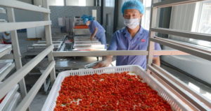 drying goji berry