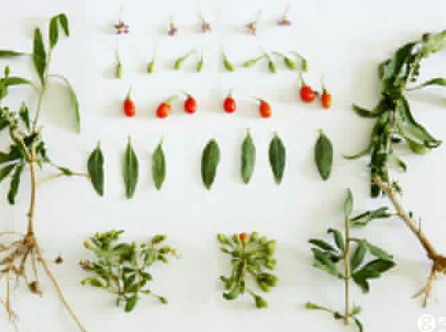 goji berry