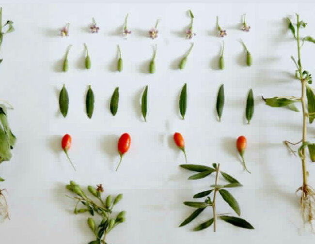 goji berry