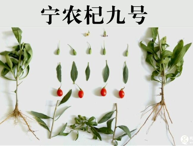 Goji Berry Variety Introduction (5) – Ningqi No.9