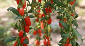 goji berry