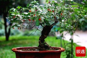 goji berry