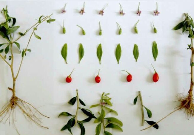 goji berry