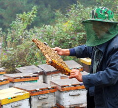 goji berry honey