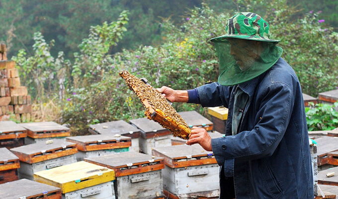 goji berry honey