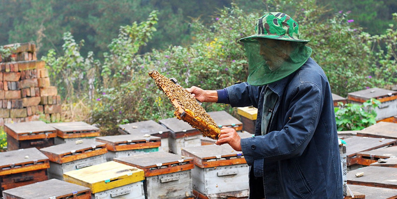 goji berry honey