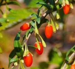 goji_berries_price