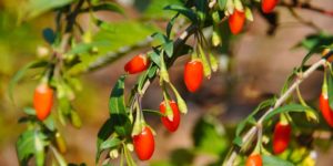 goji_berries_price