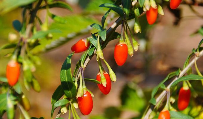 goji_berries_price