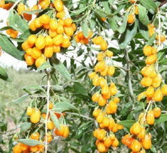 yellow goji berry