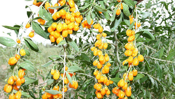 yellow goji berry