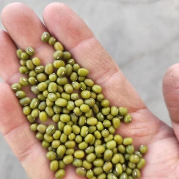 Mung Beans